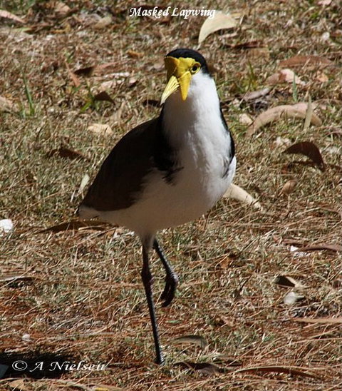Cooloola Nature - Gold Coast Attractions 6