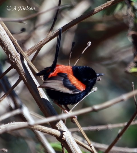 Cooloola Nature - Gold Coast Attractions 7