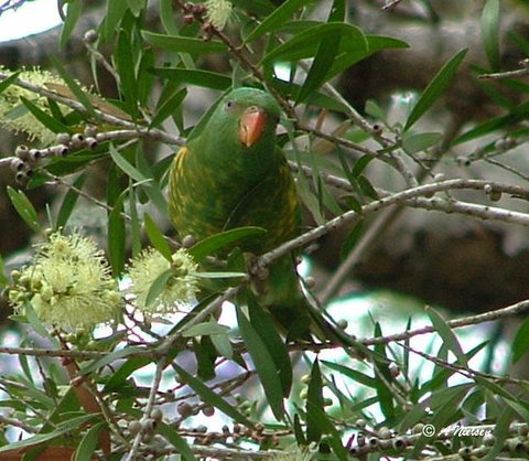 Cooloola Nature - Gold Coast Attractions 8