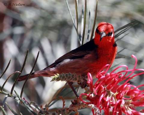 Cooloola Nature - Gold Coast Attractions 9
