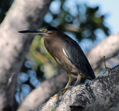 Cooloola Nature - Gold Coast Attractions 10