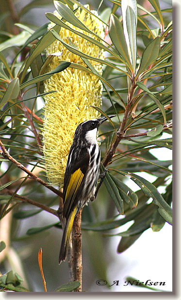 Cooloola Nature - Gold Coast Attractions 11