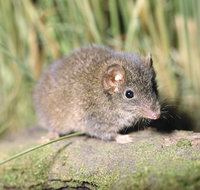 Munmorah State Conservation Area - Gold Coast Attractions