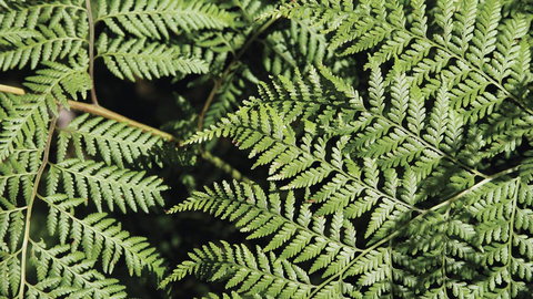 Glenrock State Conservation Area - Gold Coast Attractions 3