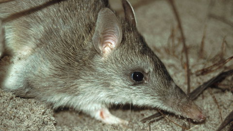 Glenrock State Conservation Area - Gold Coast Attractions 2