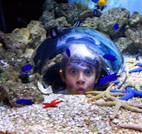 Sea Life Sunshine Coast - Gold Coast Attractions