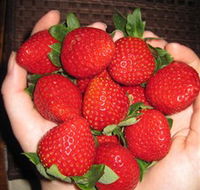 The Strawberry Farm - Gold Coast Attractions