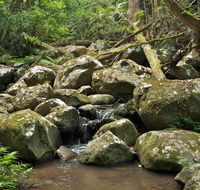 Booyong walking track - Gold Coast Attractions