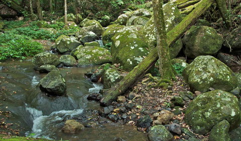 Booyong Walking Track - Gold Coast Attractions 2