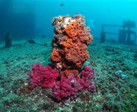 HMAS Brisbane Dive Site