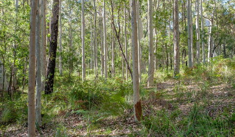 Corramy Regional Park - Gold Coast Attractions 1