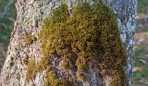 Corramy Regional Park - Gold Coast Attractions 2