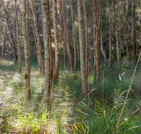 Anabranch loop track - Gold Coast Attractions