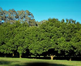 Medowie Macadamias - Gold Coast Attractions 6