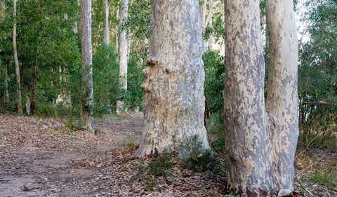 Delta Track - Gold Coast Attractions 3