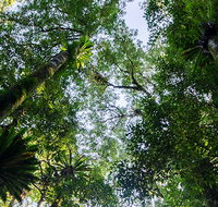 Botanic walk - Gold Coast Attractions