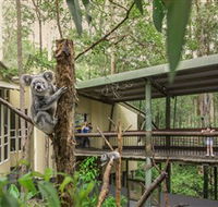 Daisy Hill Koala Centre - Gold Coast Attractions