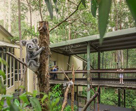 Daisy Hill Koala Centre - Gold Coast Attractions 0