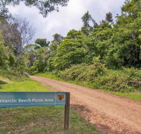 Antarctic Beech picnic area - Gold Coast Attractions