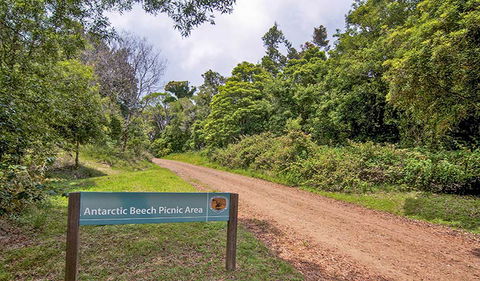 Antarctic Beech Picnic Area - Gold Coast Attractions 0