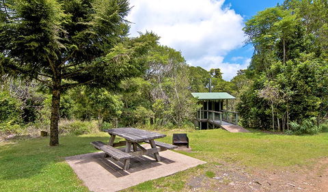 Antarctic Beech Picnic Area - Gold Coast Attractions 1