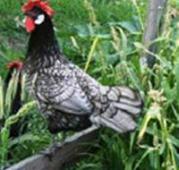 Merry Maidens Veggies - Gold Coast Attractions