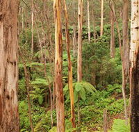 Cycle Mogo State Forest - Gold Coast Attractions