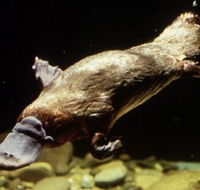 Platypus Pool - Gold Coast Attractions