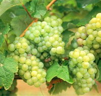 Red Tail Wines - Gold Coast Attractions