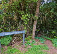 Falcorostrum loop walking track - Gold Coast Attractions