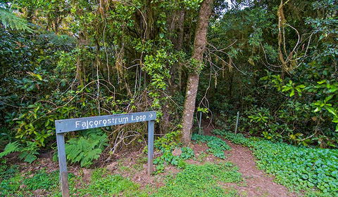 Falcorostrum Loop Walking Track - Gold Coast Attractions 0