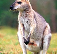 Venman Bushland National Park - Gold Coast Attractions