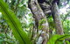 Tamborine Rainforest Skywalk - thumb 0