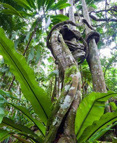 Tamborine Rainforest Skywalk - Gold Coast Attractions 0