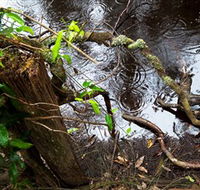 Mogo Bushwalk - Gold Coast Attractions