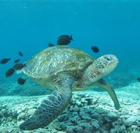 Flinders Reef Dive Site - Gold Coast Attractions