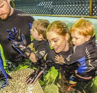 Irukandji Shark and Ray Encounters - Gold Coast Attractions