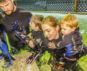 Irukandji Shark And Ray Encounters - Gold Coast Attractions 0
