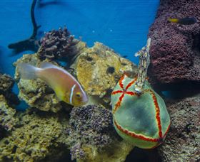 Irukandji Shark And Ray Encounters - Gold Coast Attractions 6