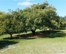 The Avocado Farm - Gold Coast Attractions 1