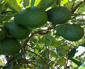 The Avocado Farm - Gold Coast Attractions 6