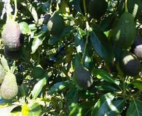 The Avocado Farm - Gold Coast Attractions 7