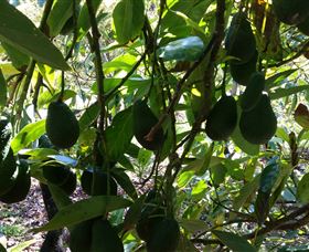 The Avocado Farm - Gold Coast Attractions 5