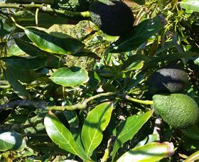 The Avocado Farm - Gold Coast Attractions 8