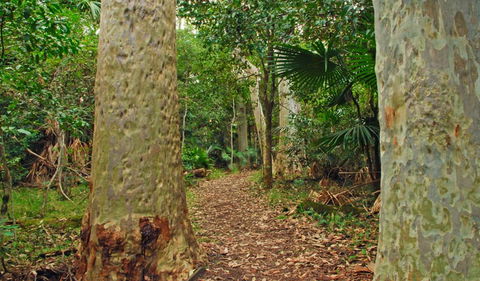 Depot Beach Rainforest Walk - Gold Coast Attractions 0