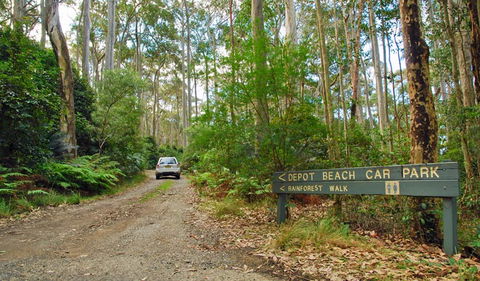 Depot Beach Rainforest Walk - Gold Coast Attractions 1
