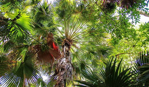 Depot Beach Rainforest Walk - Gold Coast Attractions 2