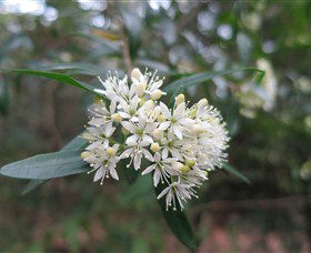 Booderee National Park Botanic Gardens - Gold Coast Attractions 1