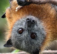 Wingham Brush Nature Reserve - Gold Coast Attractions