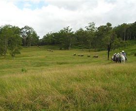 Numinbah Valley Adventure Trails - Gold Coast Attractions 0
